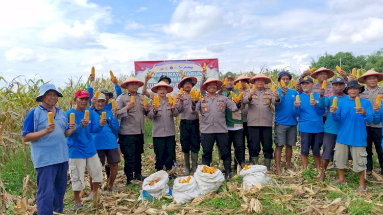Panen-Jagung,-Polsek-Balongbendo-Targetkan-60-Ton-Hasil-Produksi